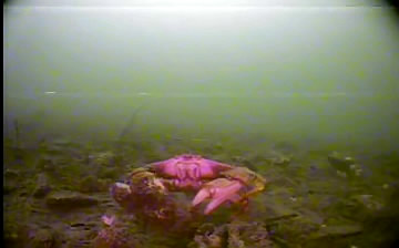 Crab Lifts Rock